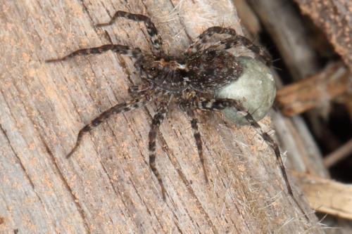 Pardosa sp.
